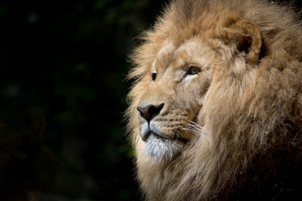 Alege un animal care iti inspira cuvantul FRUMUSETE!