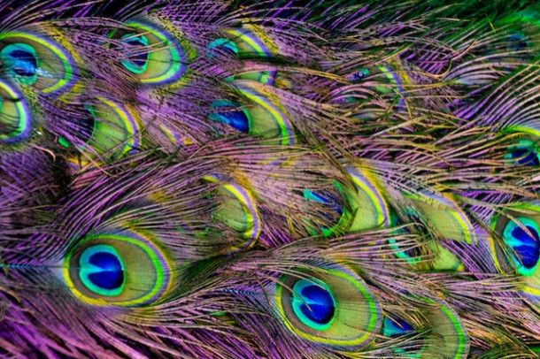 Ce este mai greu? Un kilogram de pene sau un kilogram de plumb?