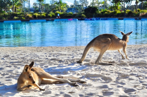Care este capitala Australiei?