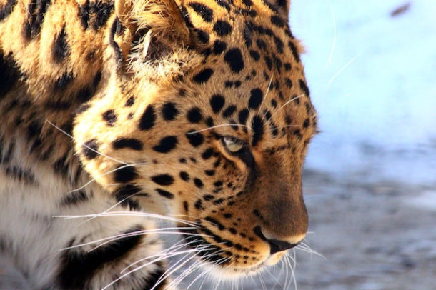 Care dintre aceste animale sunt pe cale de disparitie?