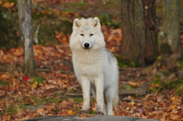 Care dintre animale simti ca te reprezinta cel mai mult?