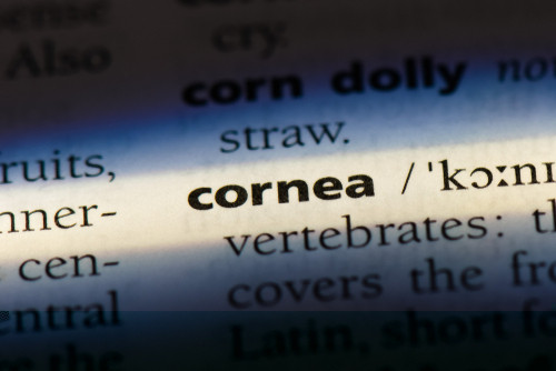 Corneea apartine: