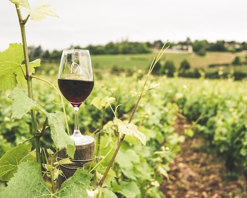 Care este cea mai veche podgorie de vinuri din Romania?