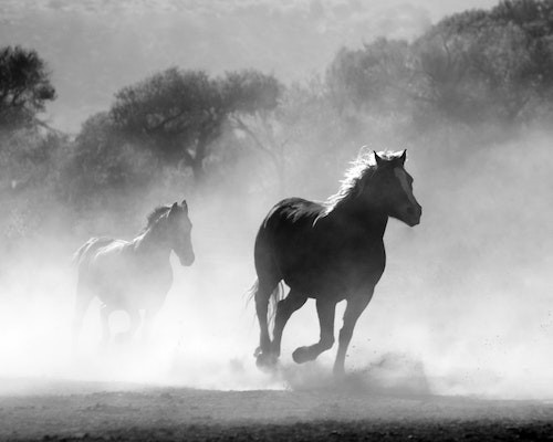 Cum se numea calul lui Alexandru cel Mare?