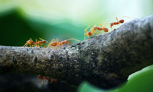 Cate specii de insecte au fost cercetate si descrie pana în prezent?