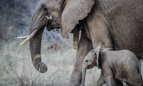 Ce greutate are creierul unui elefant adult?