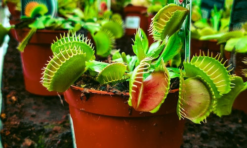 Cate specii de plante carnivore exista cu aproximatie? 