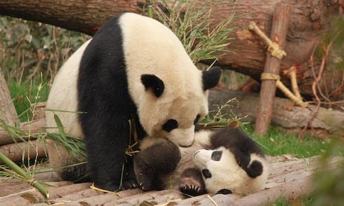 Ce greutate au puii nou-nascuti de panda? 