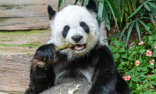 Cate ore mananca un urs panda pe zi?