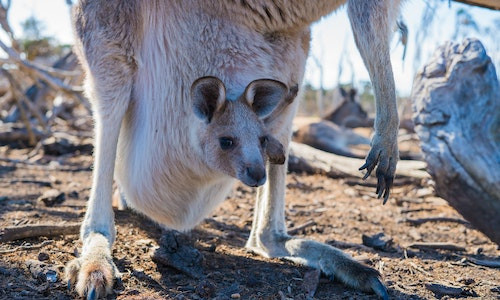 Cati pui poate sa duca în marsupiu femeia cangur? 