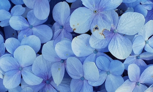 In ce curent literar este incadrata poezia „Floare-albastra” scrisa de M. Eminescu?
