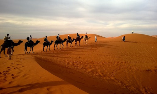 Cate zile poate supravietui fara apa o camila din Sahara?