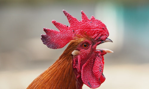 Unde este cocosul aruncat de catre in Punguta cu doi bani?
