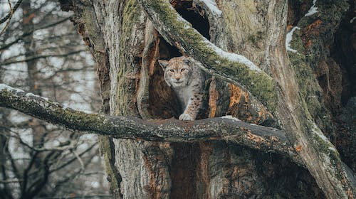 Care este cea mai mare felina de pe continentul european?