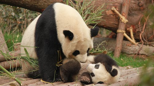 La ce varsta atinge un urs panda maturitatea? 