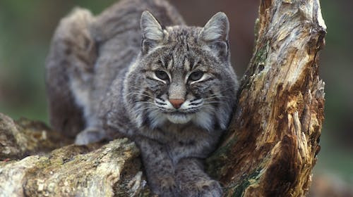 Cate gheare are pisica salbatica?