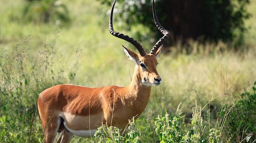 Care este cel mai rapid animal terestru, avand o viteza de 110 km/h?