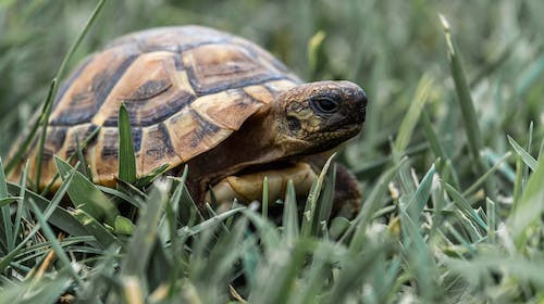 Ce animal nu s-a schimbat aproape deloc in decursul evolutiei?