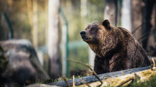 Care este animalul national al Romaniei?