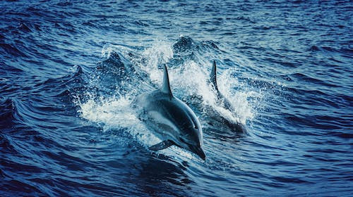 Ce greutate aproximativa poate avea creierul unui delfin?