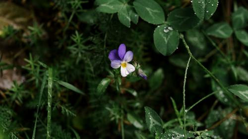 Ce floare este in imagine?