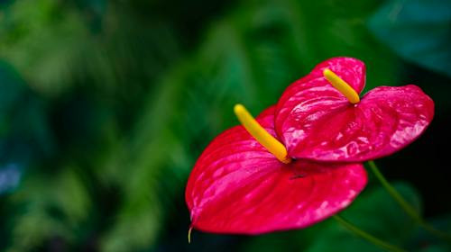 Ce floare este in imagine?