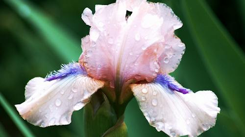 Ce floare este in imagine?