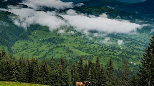 Ce oras NU se afla in Depresiunea Translivania?