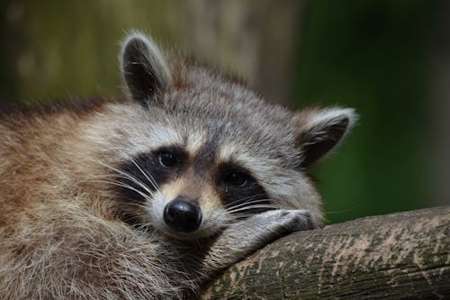 Ce animal clateste alimentele inainte sa le consume daca gaseste apa?