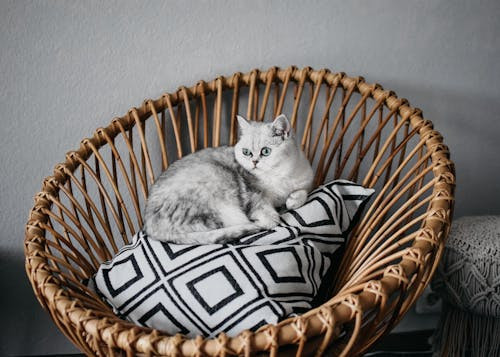 Ce rasa de pisica este cea din imagine?