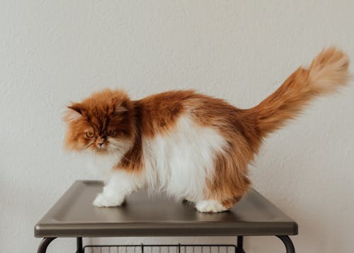 Ce rasa de pisica este cea din imagine?