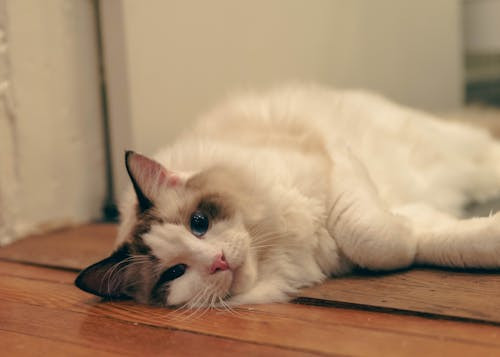 Ce rasa de pisica este cea din imagine?