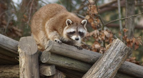 Care animal clateste hrana, daca gaseste apa?