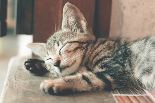 Ce animal nu s-a schimbat aproape deloc in decursul evolutiei?