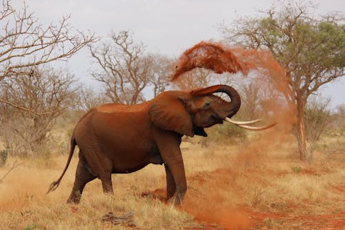 Cat cantareste crierului unui elefant adult?