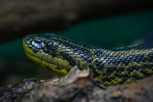 Pe ce continent traieste cel mai mare sarpe din lume, anaconda?