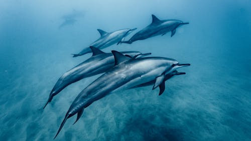 Cat poate cantari creierul unui delfin?