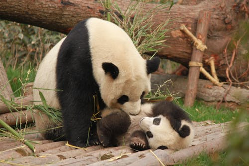 La ce varsta ajunge la maturitate un pui de urs panda?
