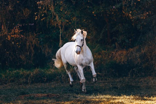 Ce animal hibrid se obtine dintre incrucisarea dintre iapa si magar?