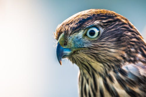 Dacă ai fi un animal, ai fi…