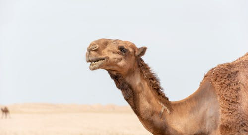 Cate zile pot supravietui fara apa camilele din Sahara?