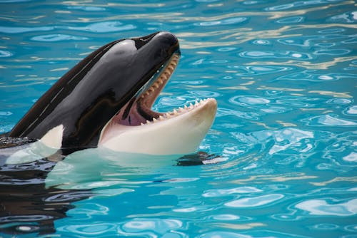 Ce specie de animal este „orca”?
