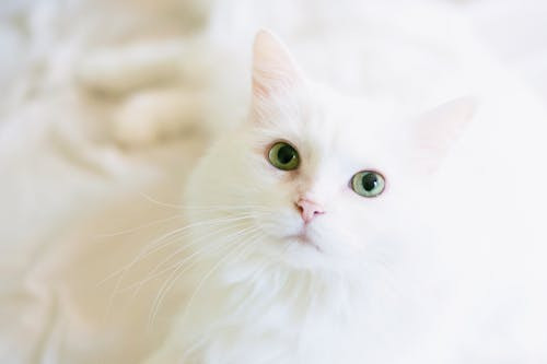 Cate gheare are o pisica?