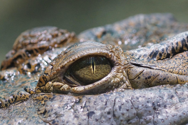 Ce înseamnă expresia a plânge cu lacrimi de crocodil?