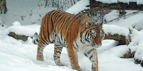 In trecut, unde era habitatul tigrilor siberieni?