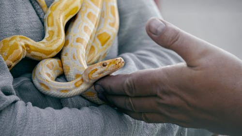 Care este singurul continent fără reptile native?