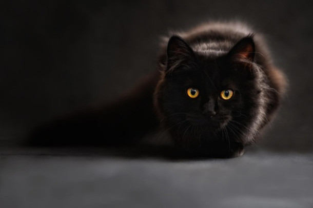 Dacă toate pisicile sunt animale, iar unele animale sunt negre, atunci...