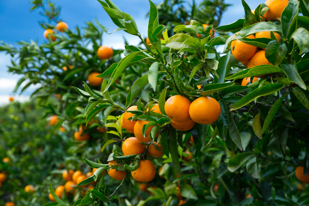 calorii mandarine, beneficii mandarine si contraindicatii