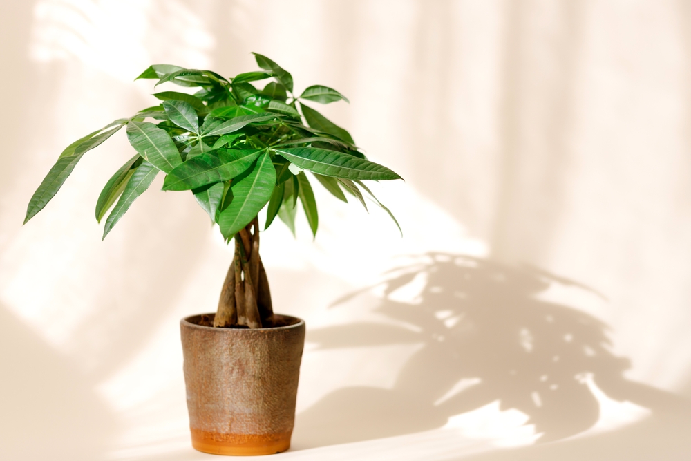 Pachira Aquatica planta banilor care aduce abundenta in filosofia feng shui