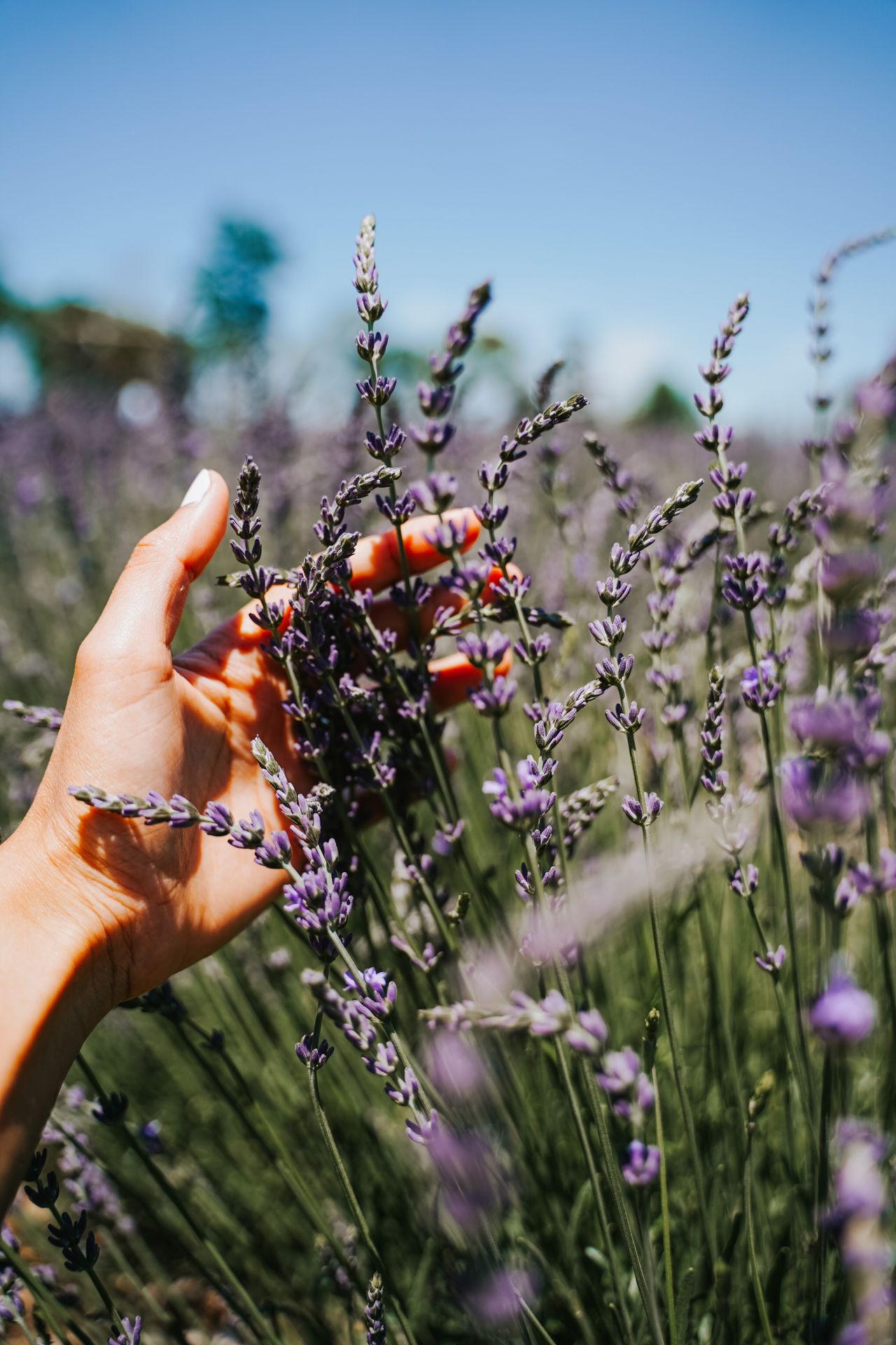 Lavanda pe camp, dulceata de lavanda